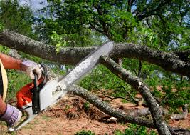 How Our Tree Care Process Works  in  San Diego, CA