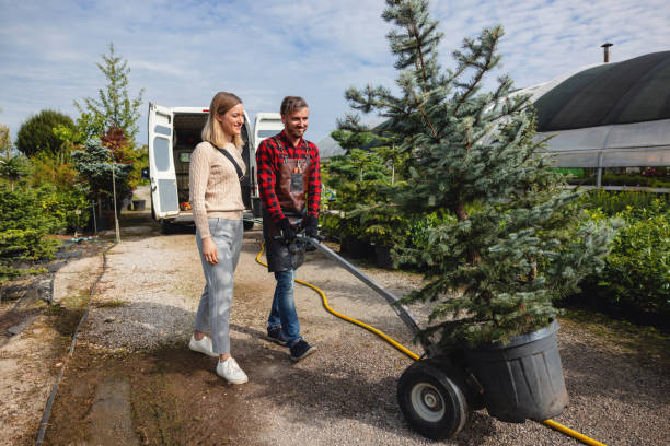 Leaf Removal in San Diego, CA