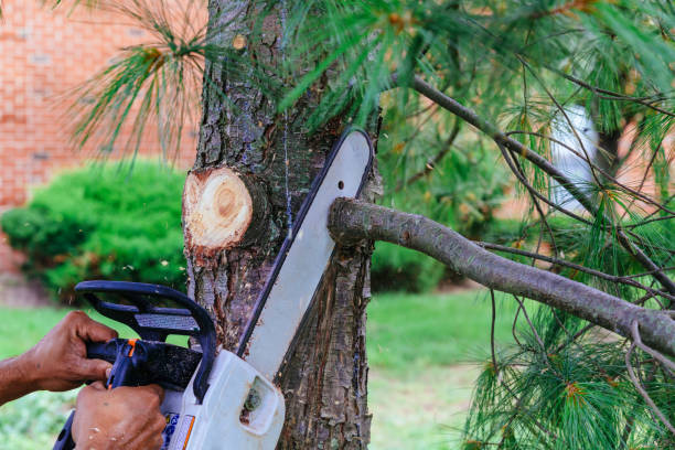 Professional Tree Care Services in San Diego, CA